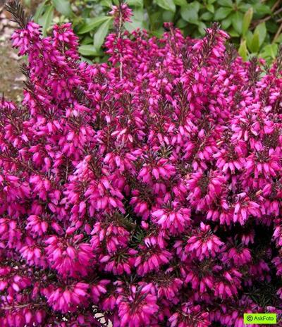 Bilde av ERICA CARNEA 'TANJA'-Spanne Plantesalg