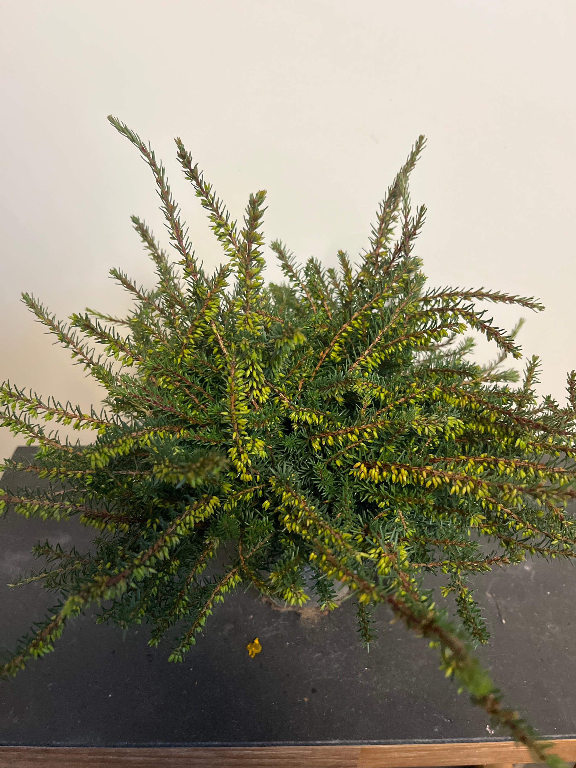 Bilde av Erica darleyensis-Spanne Plantesalg