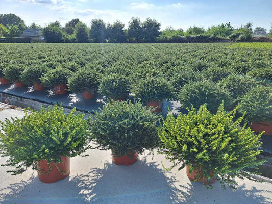 Bilde av ERICA DARLEYENSIS red-Spanne Plantesalg