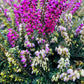 Bilde av Erica darleyensis-Spanne Plantesalg