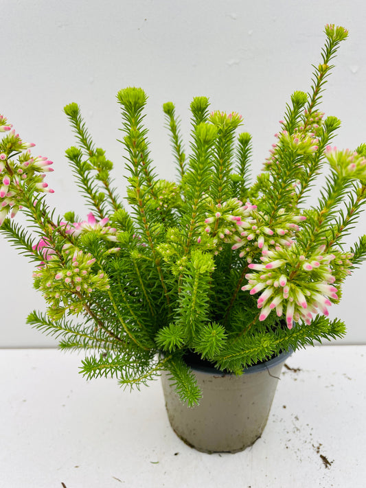 Bilde av Erica verticillata-Spanne Plantesalg