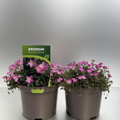 Bilde av ERODIUM VAR. BISHOP´S FORM-Spanne Plantesalg