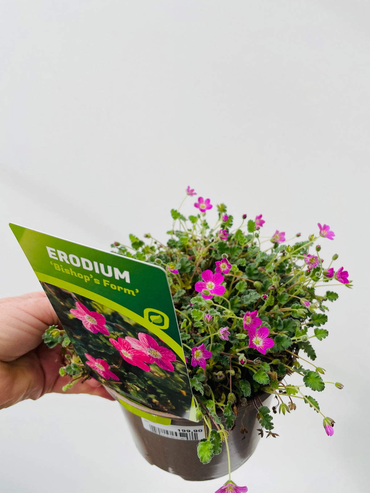 Bilde av ERODIUM VAR. BISHOP´S FORM-Spanne Plantesalg