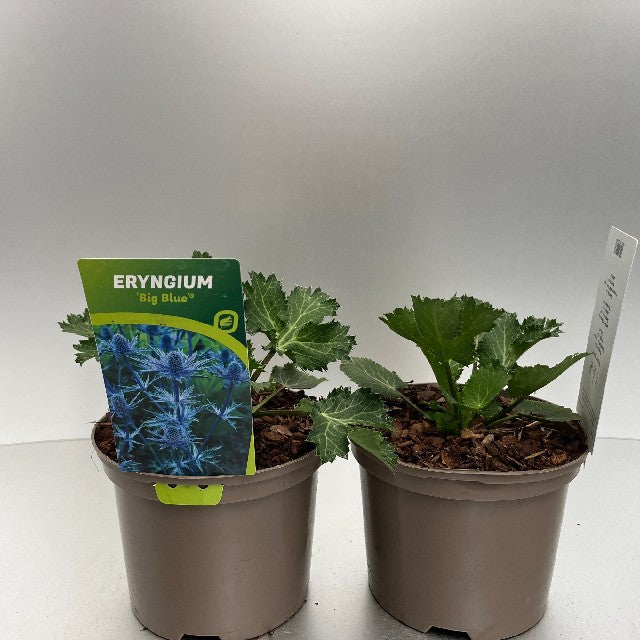 Bilde av ERYNGIUM BIG BLUE-Spanne Plantesalg