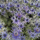 Bilde av Eryngium Big Blue-Spanne Plantesalg