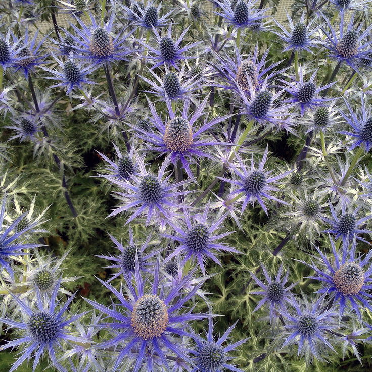 Bilde av Eryngium Big Blue-Spanne Plantesalg