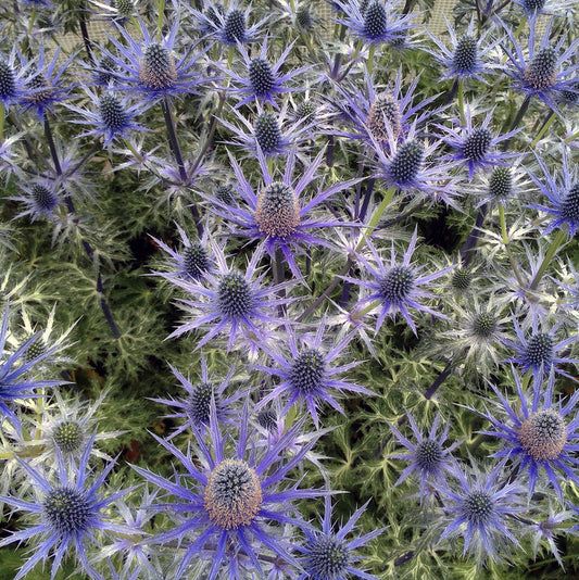 Bilde av Eryngium Big Blue-Spanne Plantesalg