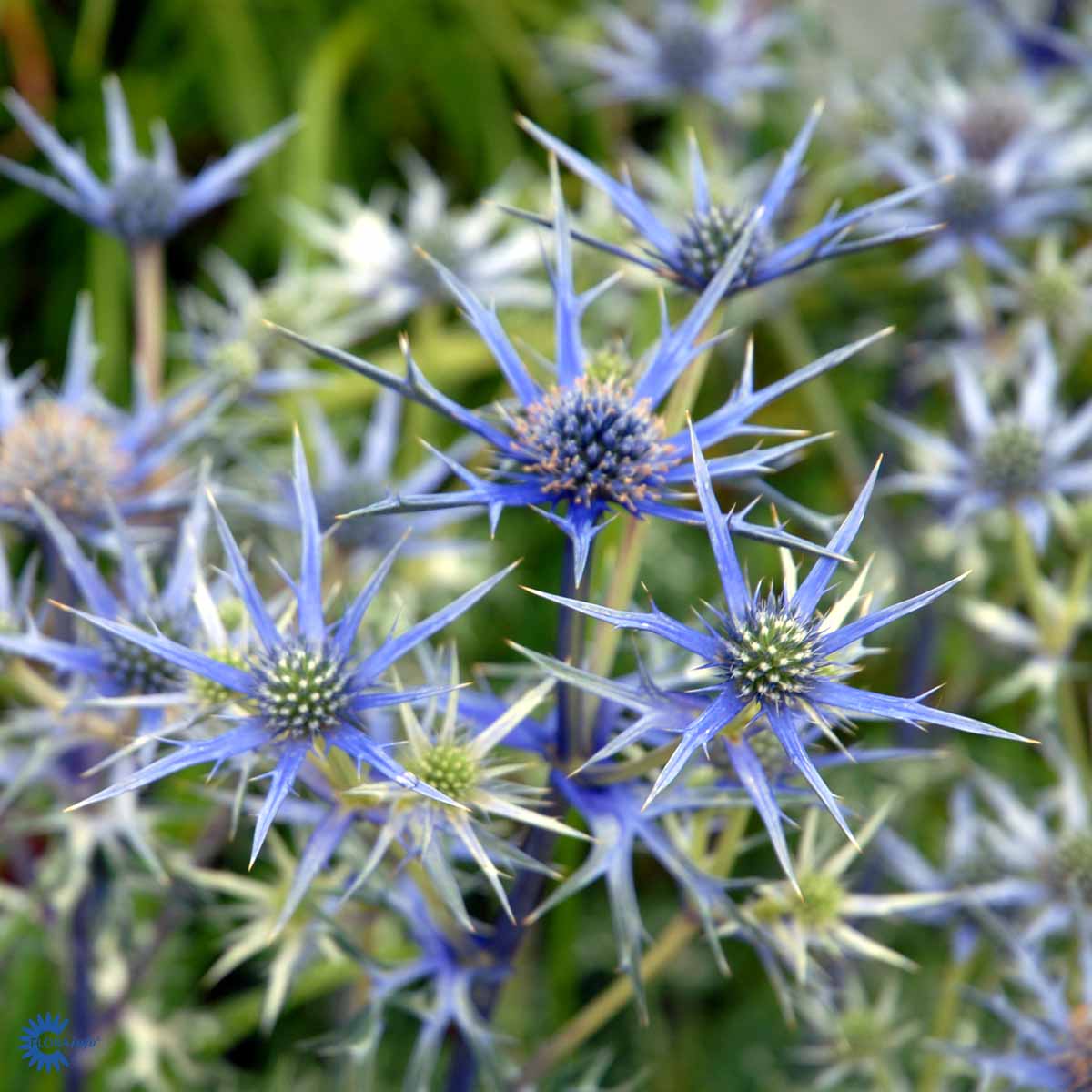 Bilde av Eryngium bourgatii 'Picos Amethyst'-Spanne Plantesalg