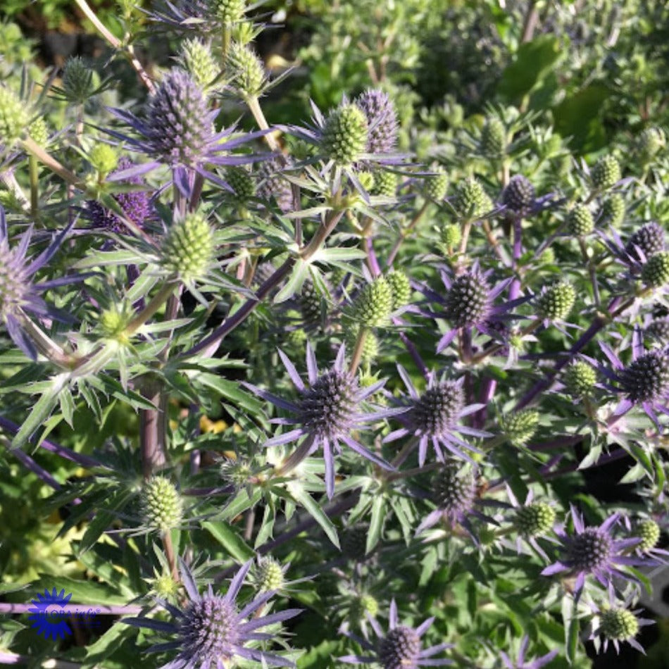 Bilde av Eryngium pl. 'Blue Hobbit'-Spanne Plantesalg