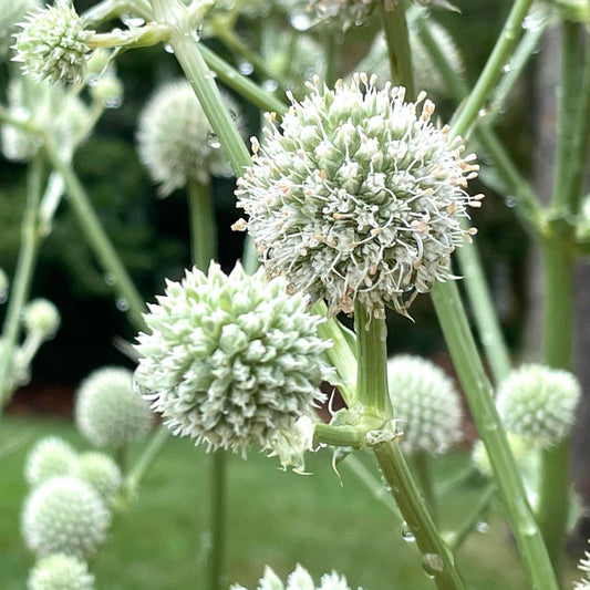 Bilde av Eryngium yuccifolium-Spanne Plantesalg