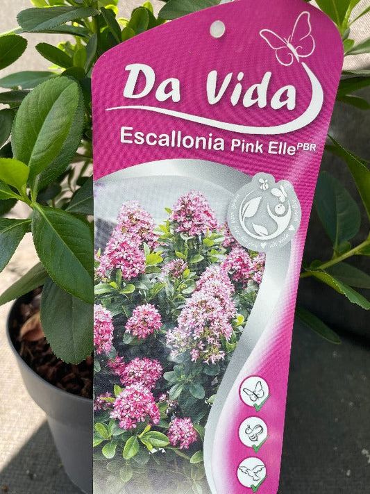 Bilde av Escallonia laevis Pink Elle ('Lades')-Spanne Plantesalg