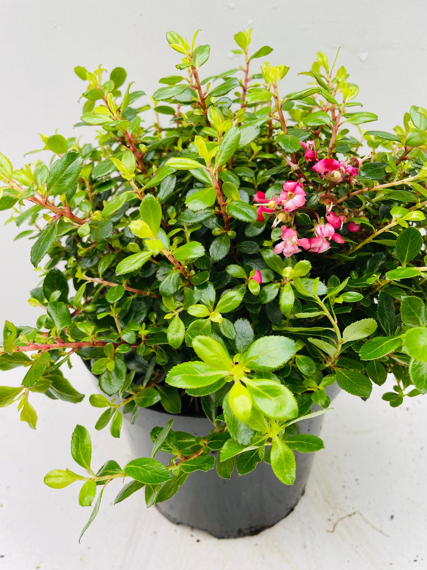 Bilde av ESCALLONIA RED DREAM-Spanne Plantesalg