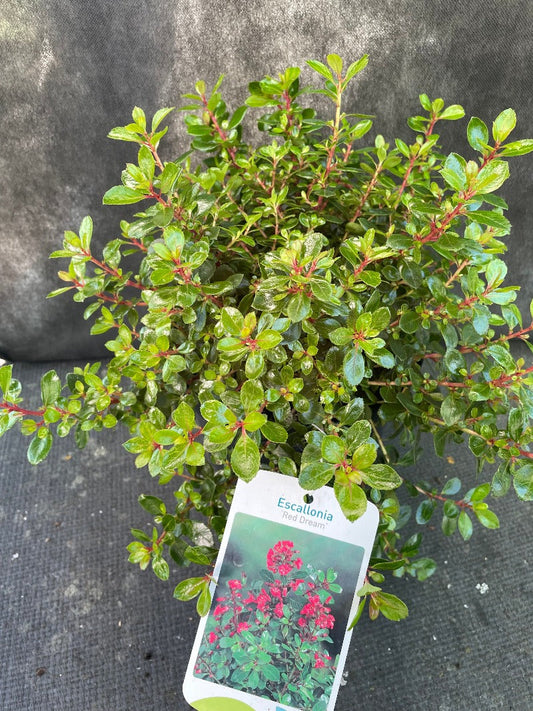 Bilde av Escallonia 'Red Dream'-Spanne Plantesalg