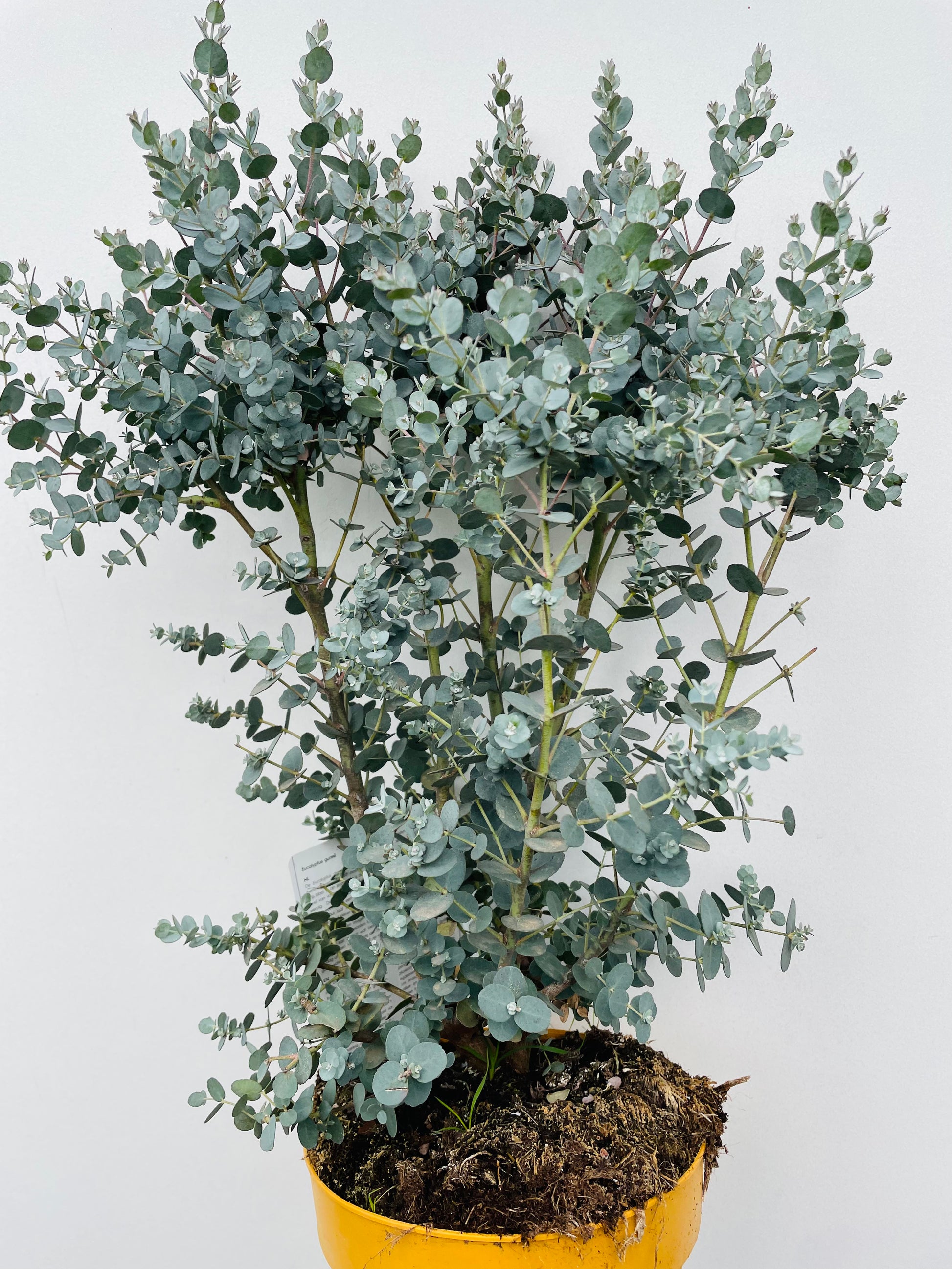 Bilde av Eucalyptus gunnii-Spanne Plantesalg