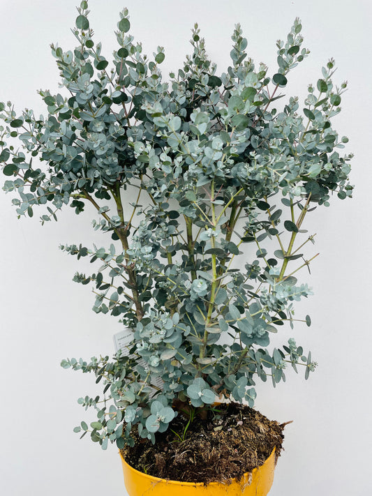 Bilde av Eucalyptus gunnii-Spanne Plantesalg
