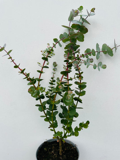 Bilde av Eucalyptus gunnii Azura Busch, KEYDO-Spanne Plantesalg