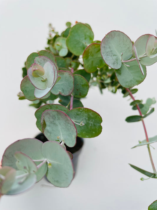 Bilde av Eucalyptus gunnii Azura Busch, KEYDO-Spanne Plantesalg