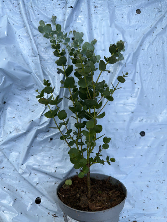 Bilde av Eucalyptus gunnii Azura Busch, KEYDO-Spanne Plantesalg