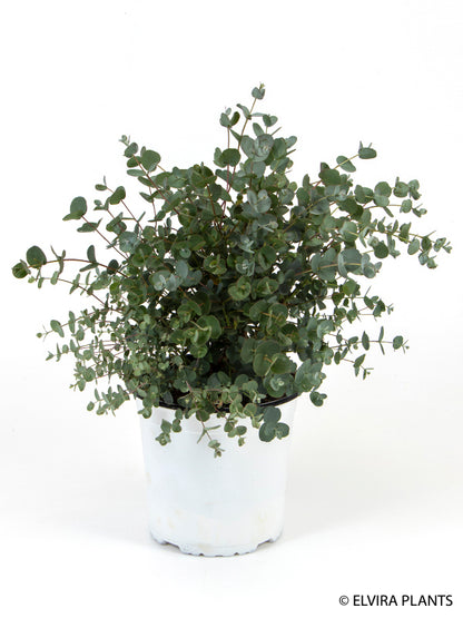 Bilde av EUCALYPTUS 'GUNNII' Str 2-Spanne Plantesalg