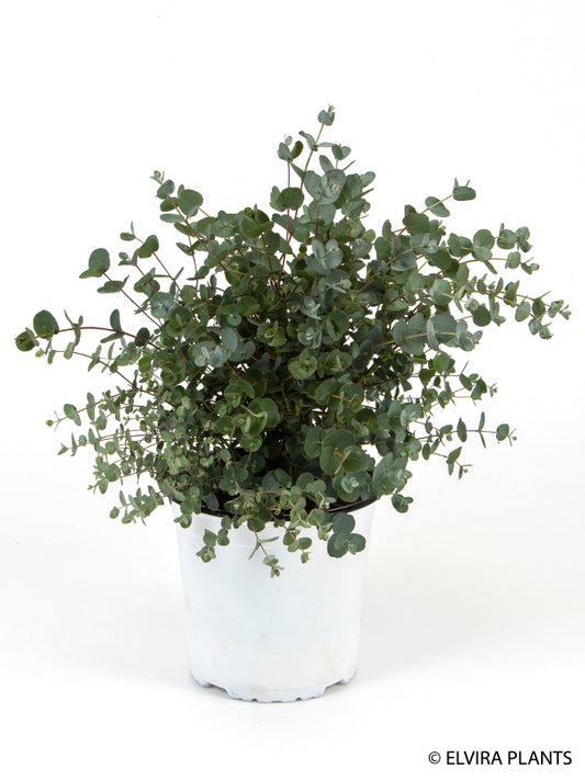 Bilde av EUCALYPTUS 'GUNNII' Str 2-Spanne Plantesalg