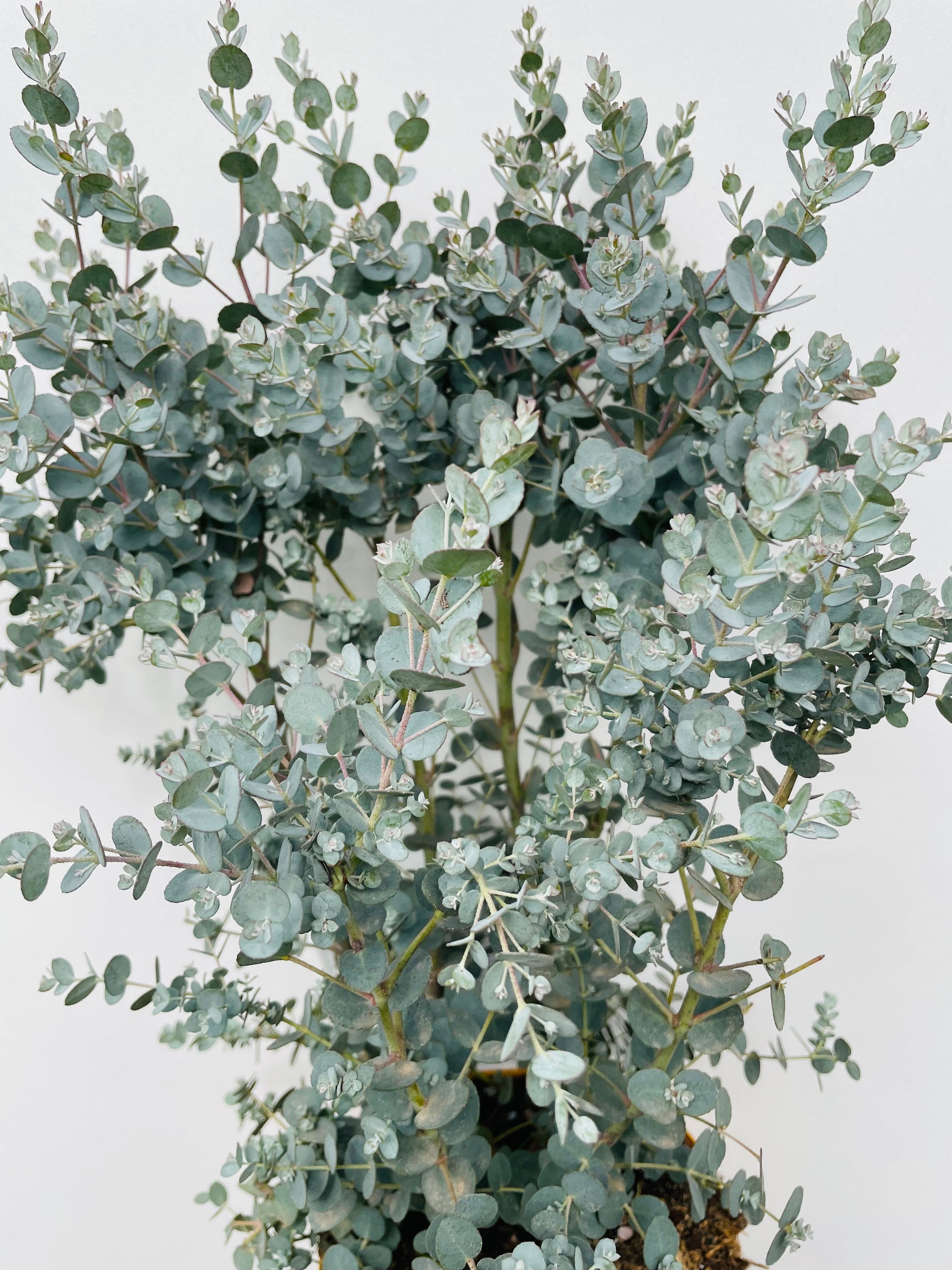 Bilde av Eucalyptus gunnii-Spanne Plantesalg