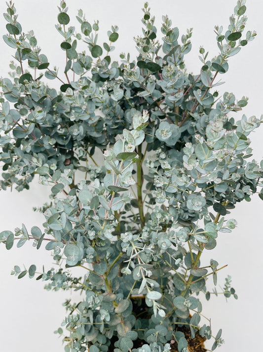 Bilde av Eucalyptus gunnii-Spanne Plantesalg