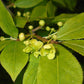 Bilde av Euonymus alatus-Spanne Plantesalg