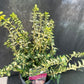 Bilde av Euonymus fort. Blondy ® ('Interbolwi')-Spanne Plantesalg