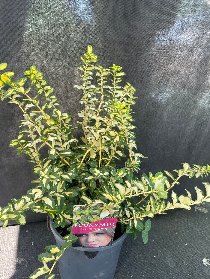 Bilde av Euonymus fort. Blondy ® ('Interbolwi')-Spanne Plantesalg