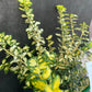 Bilde av Euonymus fort. Blondy ® ('Interbolwi')-Spanne Plantesalg