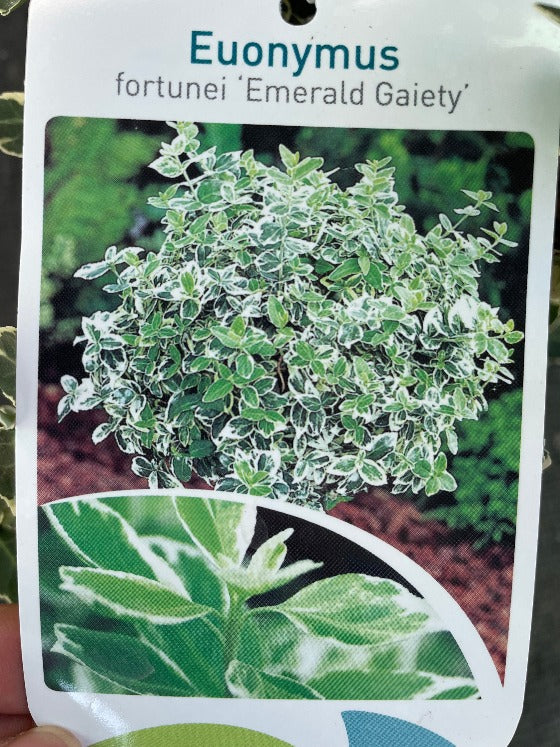 Bilde av Euonymus fort. 'Emerald Gaiety'-Spanne Plantesalg