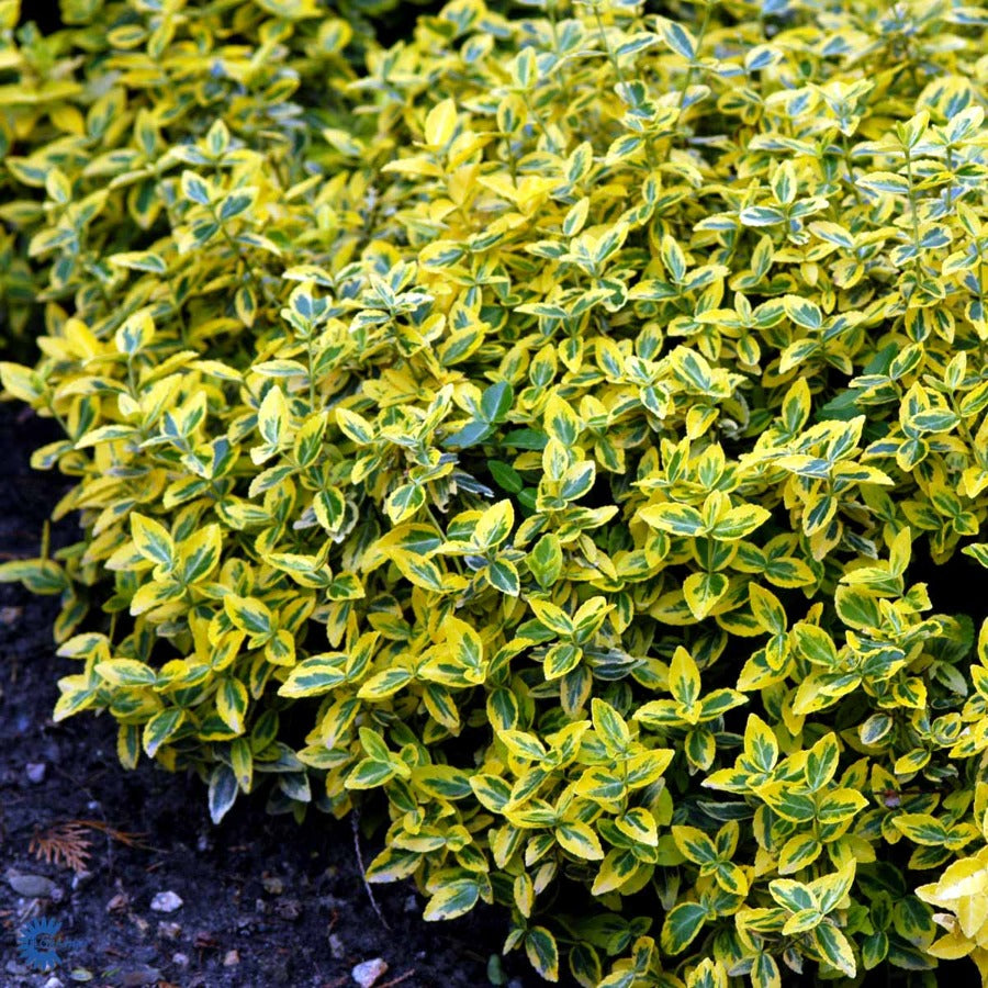 Bilde av Euonymus fortunei 'Emerald Gold'-Spanne Plantesalg