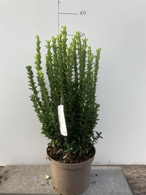 Bilde av EUONYMUS GREEN SPIRE-Spanne Plantesalg