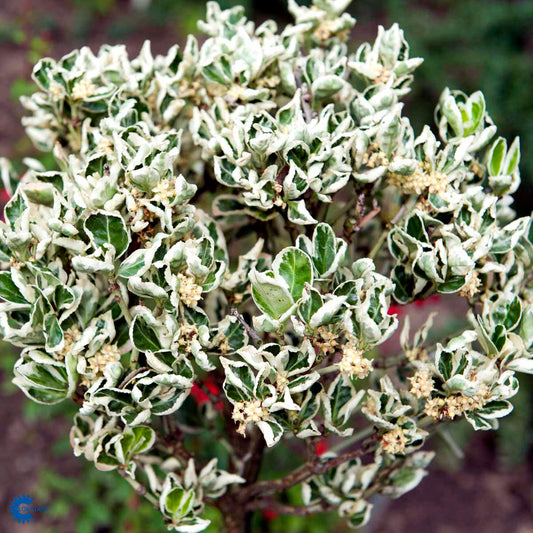 Bilde av Euonymus jap. 'Kathy'-Spanne Plantesalg