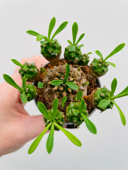 Bilde av Euphorbia bupleurifolia x susannae-Spanne Plantesalg