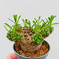 Euphorbia bupleurifolia x susannae
