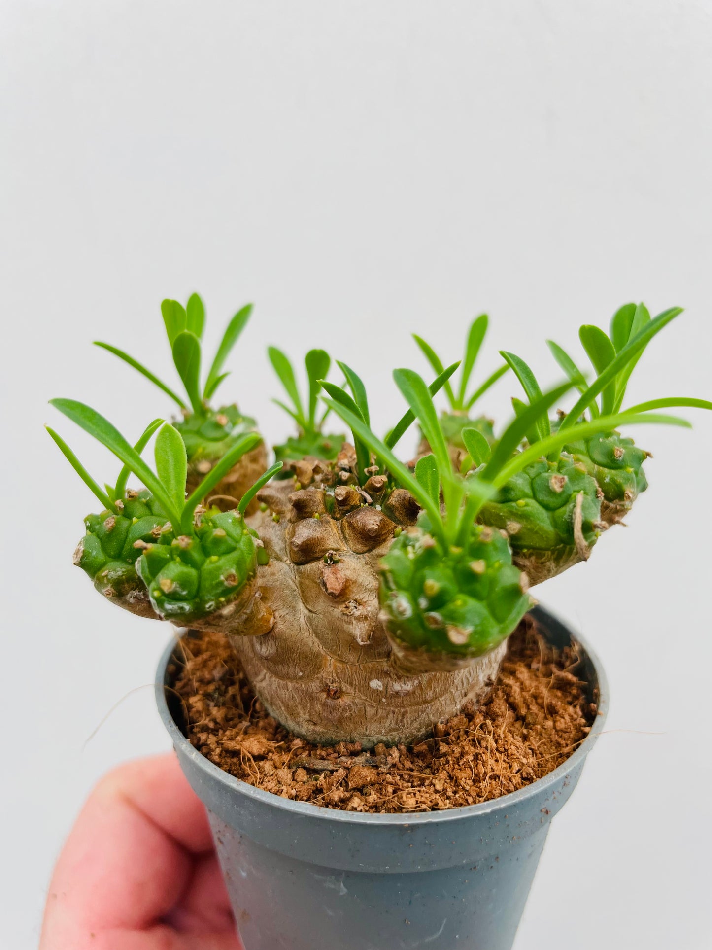 Euphorbia bupleurifolia x susannae