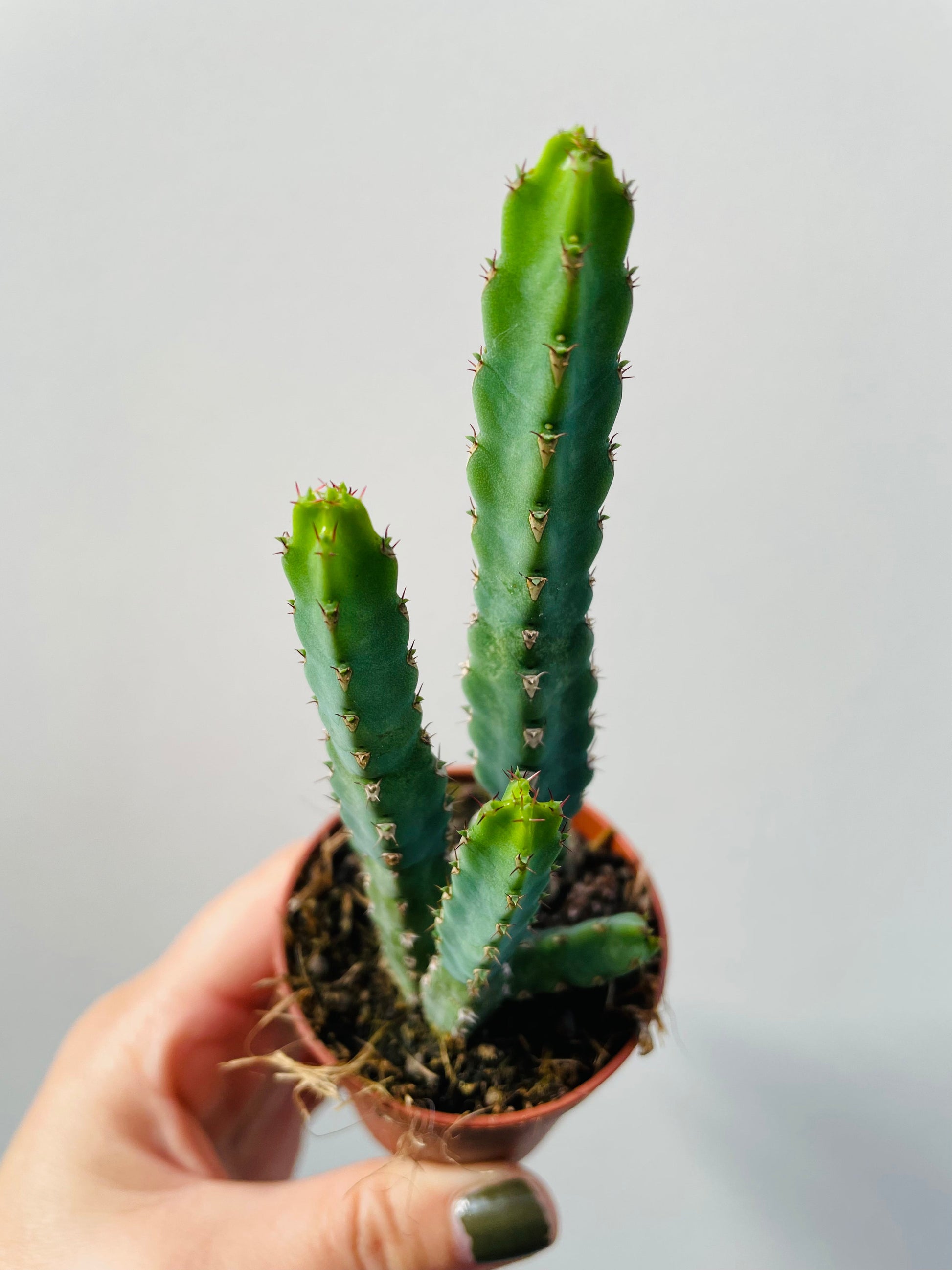 Bilde av Euphorbia debilispina-Spanne Plantesalg