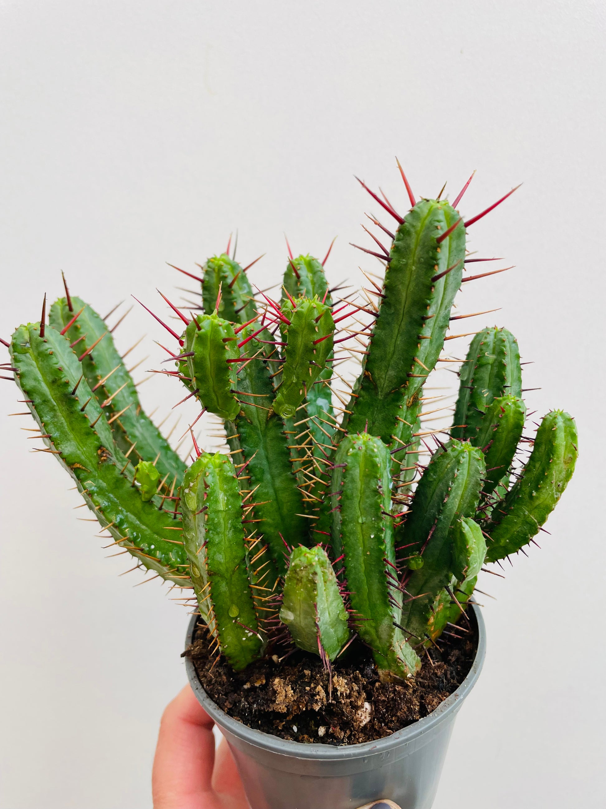 Bilde av Euphorbia enopla-Spanne Plantesalg