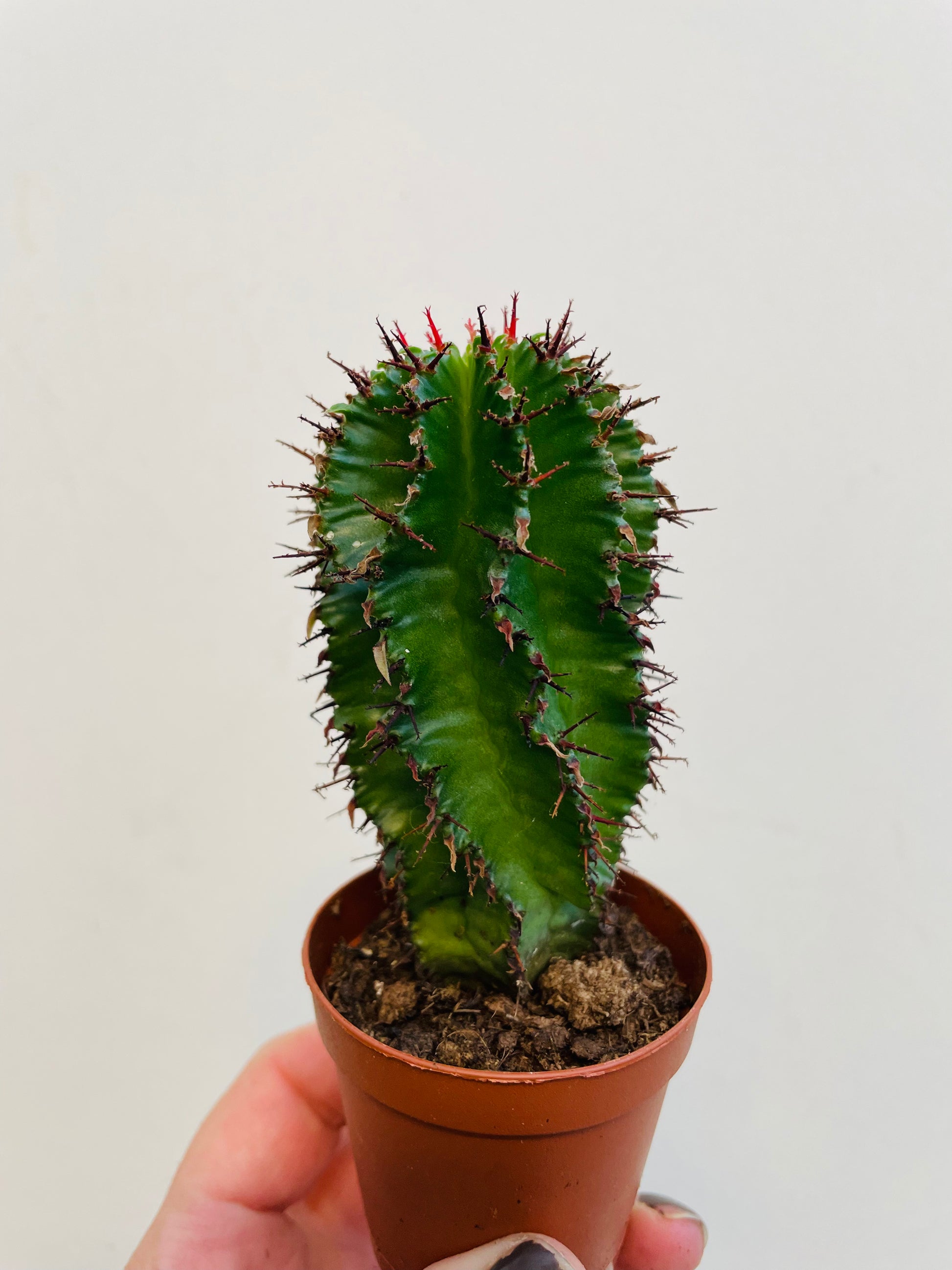 Bilde av Euphorbia horrida-Spanne Plantesalg