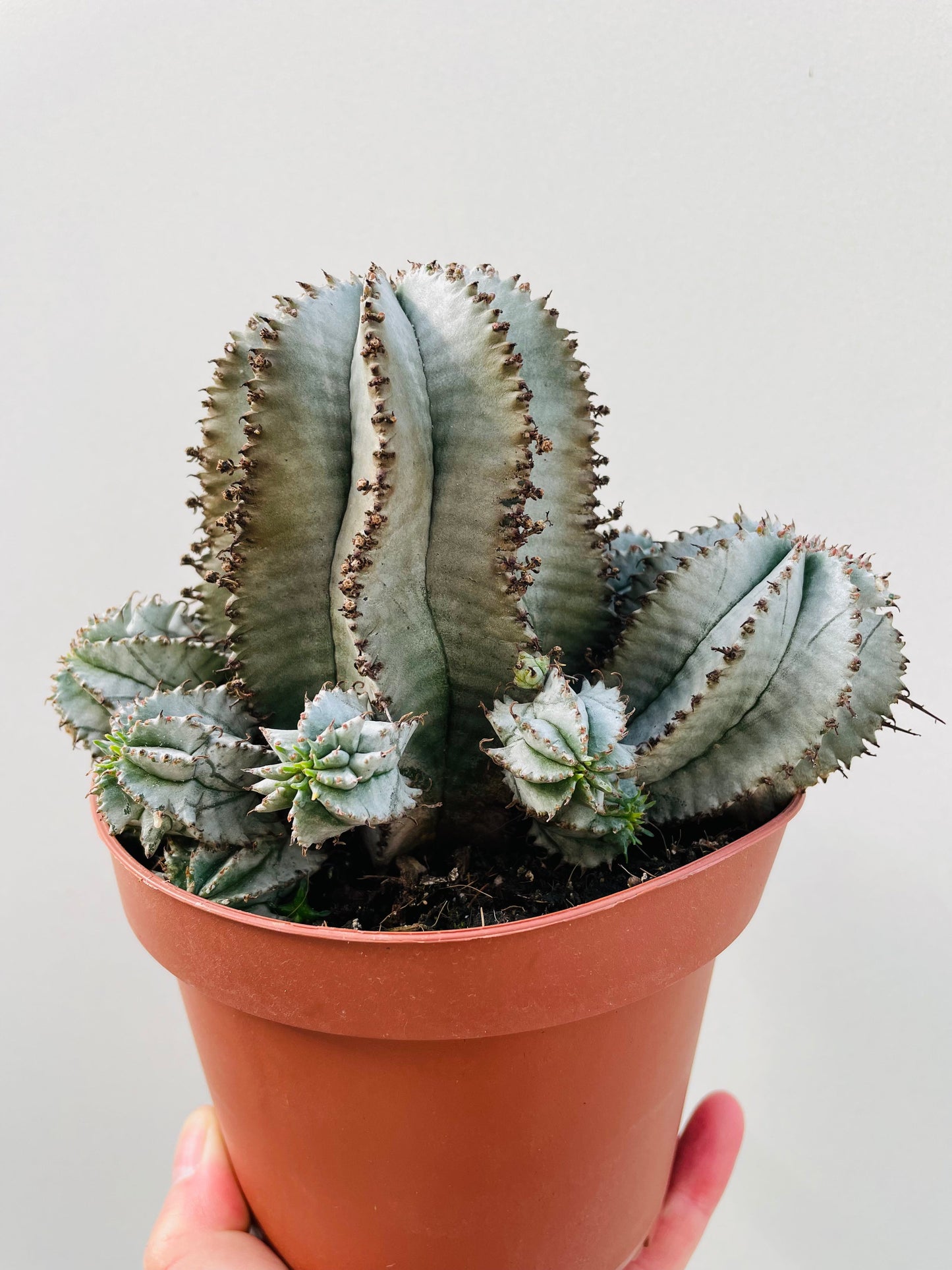 Bilde av Euphorbia horrida alba 12 cm potte-Spanne Plantesalg