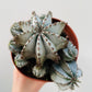 Bilde av Euphorbia horrida alba 12 cm potte-Spanne Plantesalg