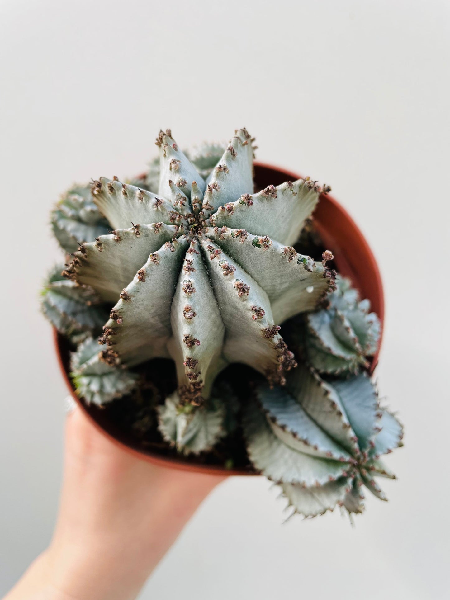 Bilde av Euphorbia horrida alba 12 cm potte-Spanne Plantesalg