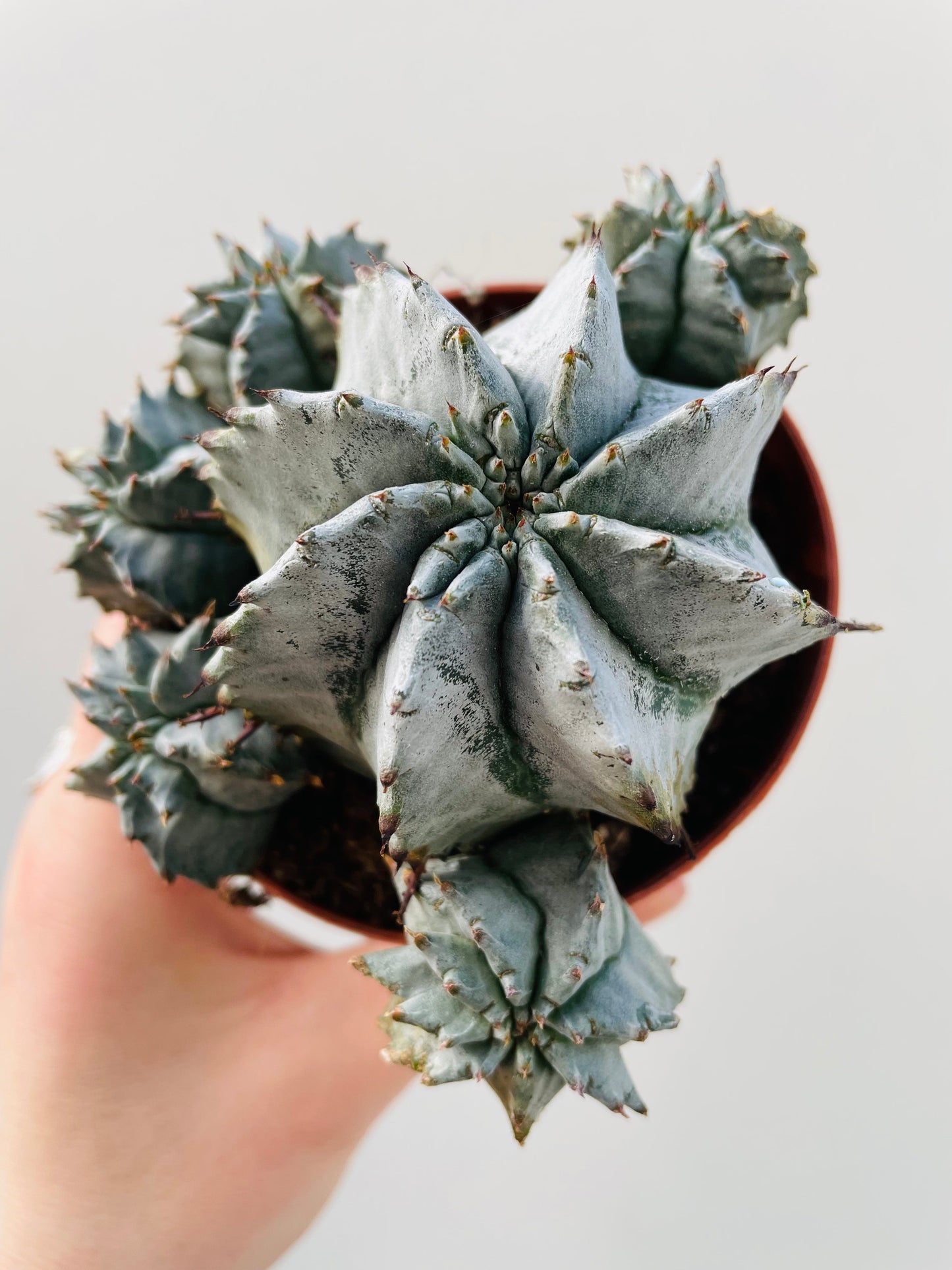 Bilde av Euphorbia horrida alba 8 cm potte-Spanne Plantesalg