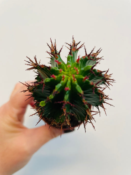 Bilde av Euphorbia horrida-Spanne Plantesalg