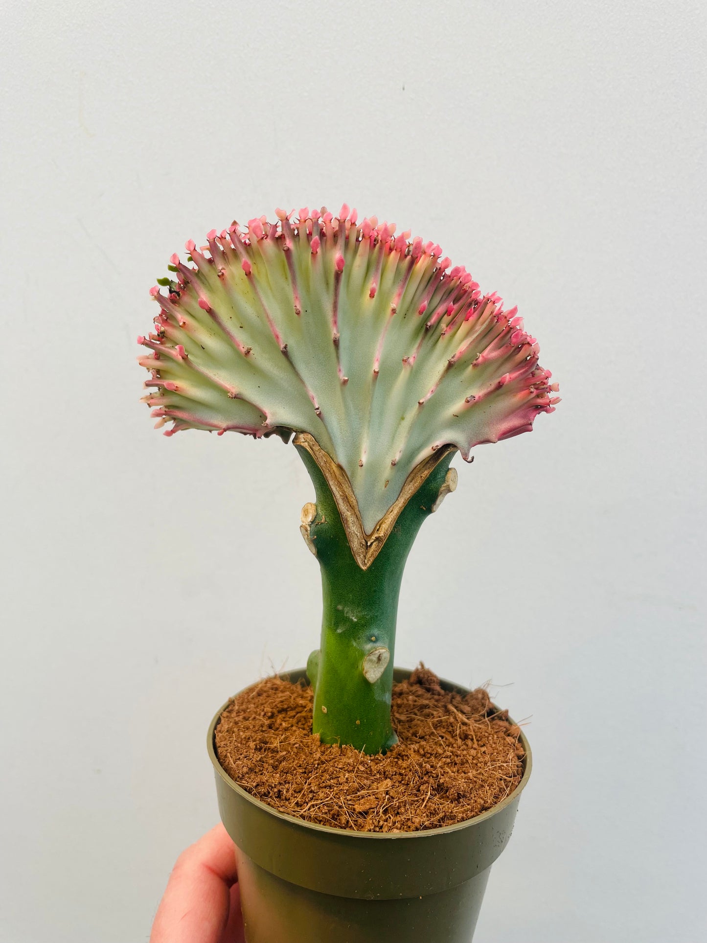 Euphorbia lactea