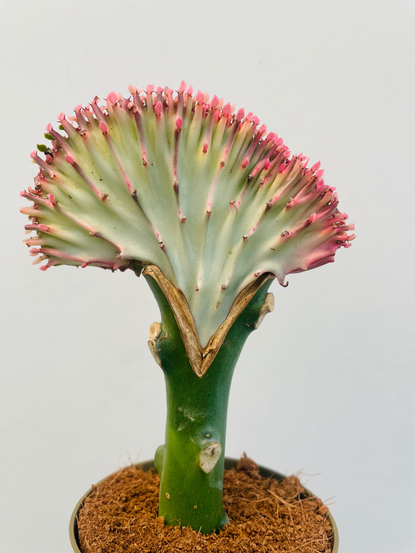 Euphorbia lactea