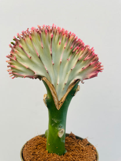 Bilde av Euphorbia lactea-Spanne Plantesalg