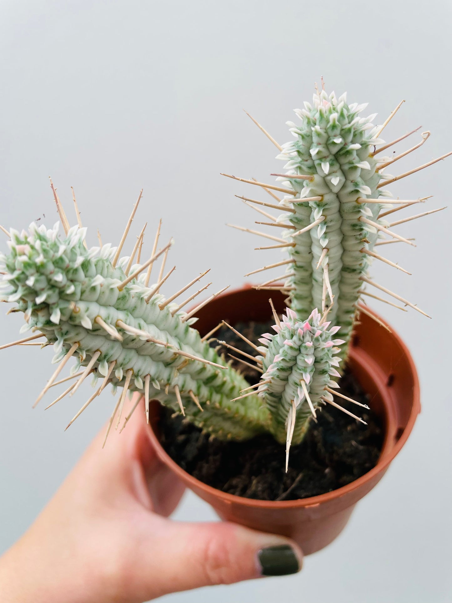 Bilde av Euphorbia mammillaris variegata-Spanne Plantesalg