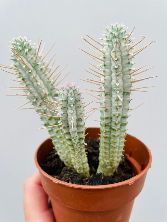 Bilde av Euphorbia mammillaris variegata-Spanne Plantesalg